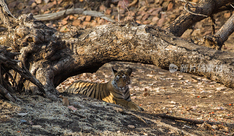 孟加拉虎，Ranthambore -印度